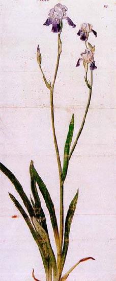 Albrecht Durer Iris oil painting picture